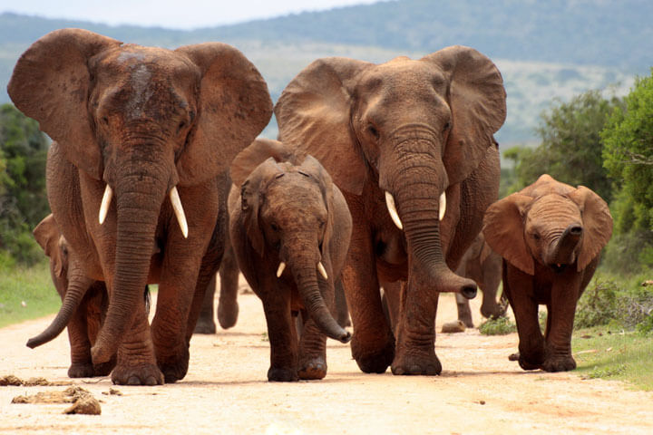 Project Flying Elephant hat ein Herz für deutsche Techies