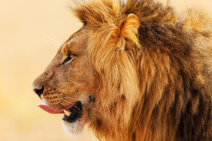 5 Start-ups, die die ‘Höhle der Löwen’ gerockt haben