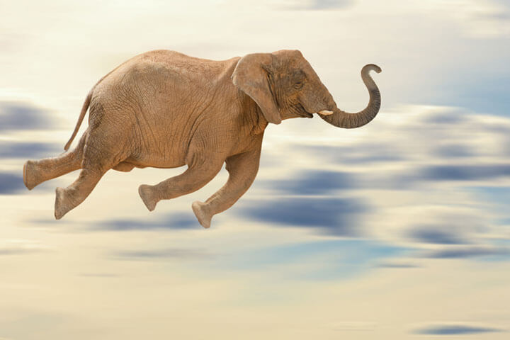 Talentwunder will mit Project Flying Elephant abheben