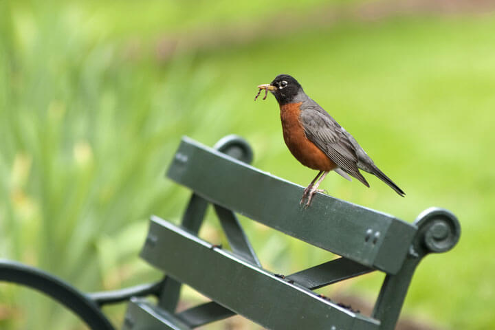 Der frühe Vogel mit dem zuletzt guten Riecher