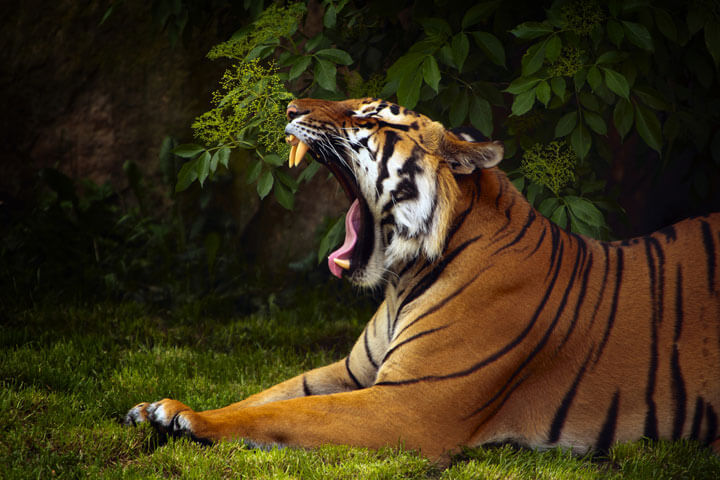 Book A Tiger stillt seinen “ersten Raubtierhunger”