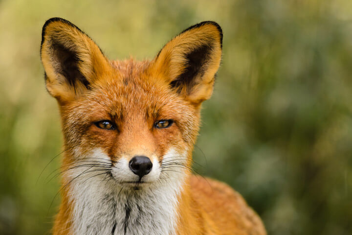 Der Fuchs – deutsche Gründer lieben dieses Tier