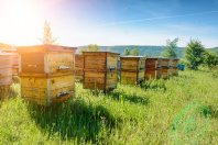 apronex verhilft Biene Maja zu einem sicheren Leben