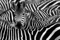 Weiße Weste und schwarze Zahlen: Zebras kommen in der Startup-Szene an