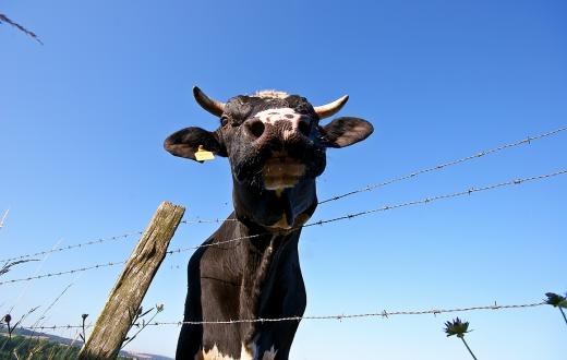 Bauer sucht Bulle: Bei vieh24 wechseln Rinder den Besitzer