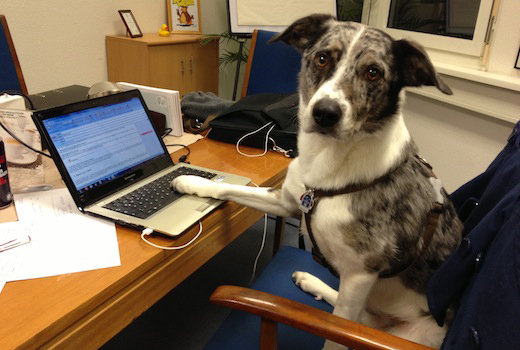 Haustiere im Büro: Kollege Hund und Katze