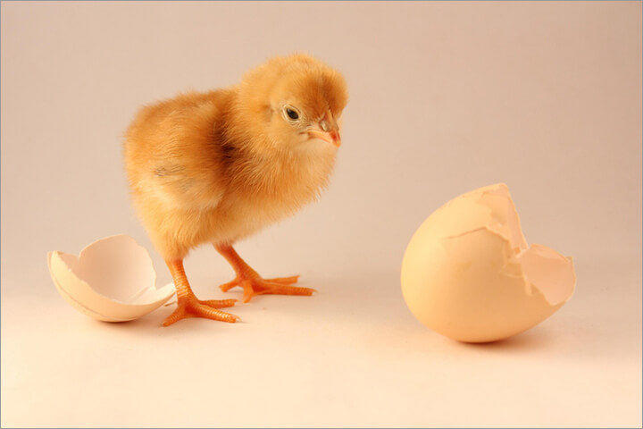 Wie man ein Plattform-Business zum Laufen bekommt